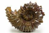 Colorful Polished Ammonite (Douvilleiceras) Fossil - Madagascar #317712-1